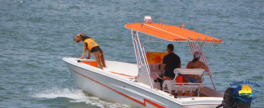 IMR 5 Tips for Sailing with Pets